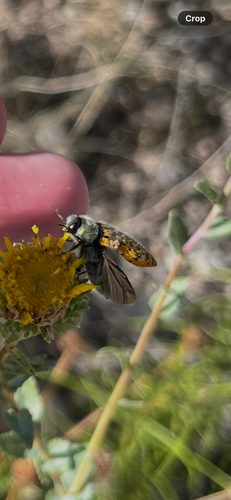 Acmaeodera auritincta