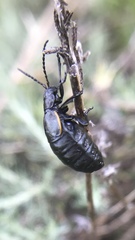 Arima marginata
