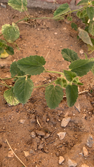 Rhynchosida physocalyx