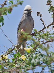 Colius leucocephalus