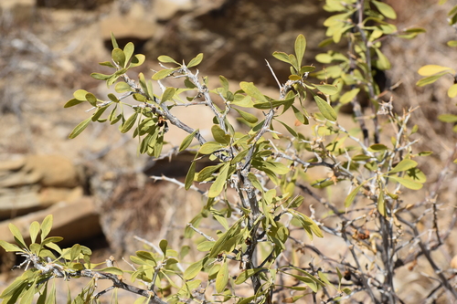 Lycium pallidum