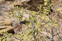 Lycium pallidum