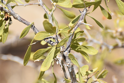 Lycium pallidum, photograph 2