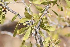 Lycium pallidum, photograph (c) Ryan Watson, some rights reserved (CC BY)