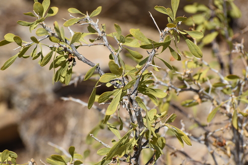 Lycium pallidum, photograph 1