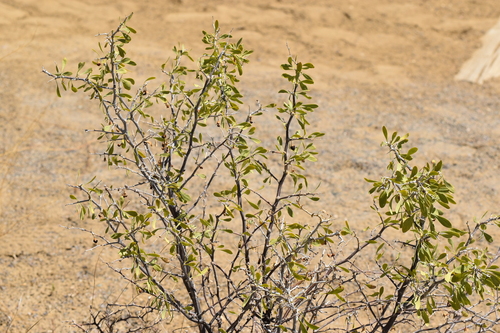 Lycium pallidum, photograph 3