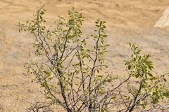 Lycium pallidum, photograph (c) Ryan Watson, some rights reserved (CC BY)
