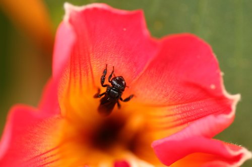 Spiny-legged Stingless bee