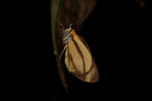 Troyus phyllides