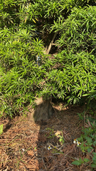Podocarpus macrophyllus