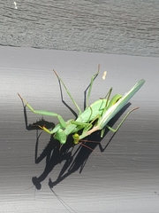 Miomantis caffra