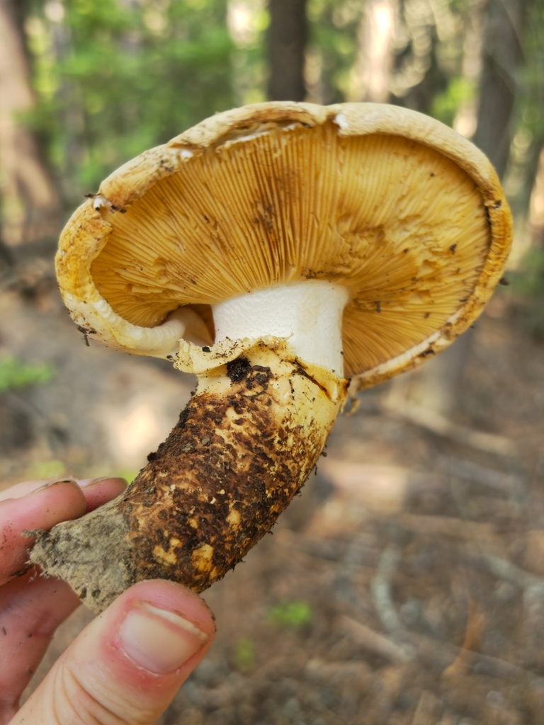 Western Matsutake · July 2026 · photo: Photo: (c) Alex Reitan, some rights reserved (CC BY) · iNaturalist