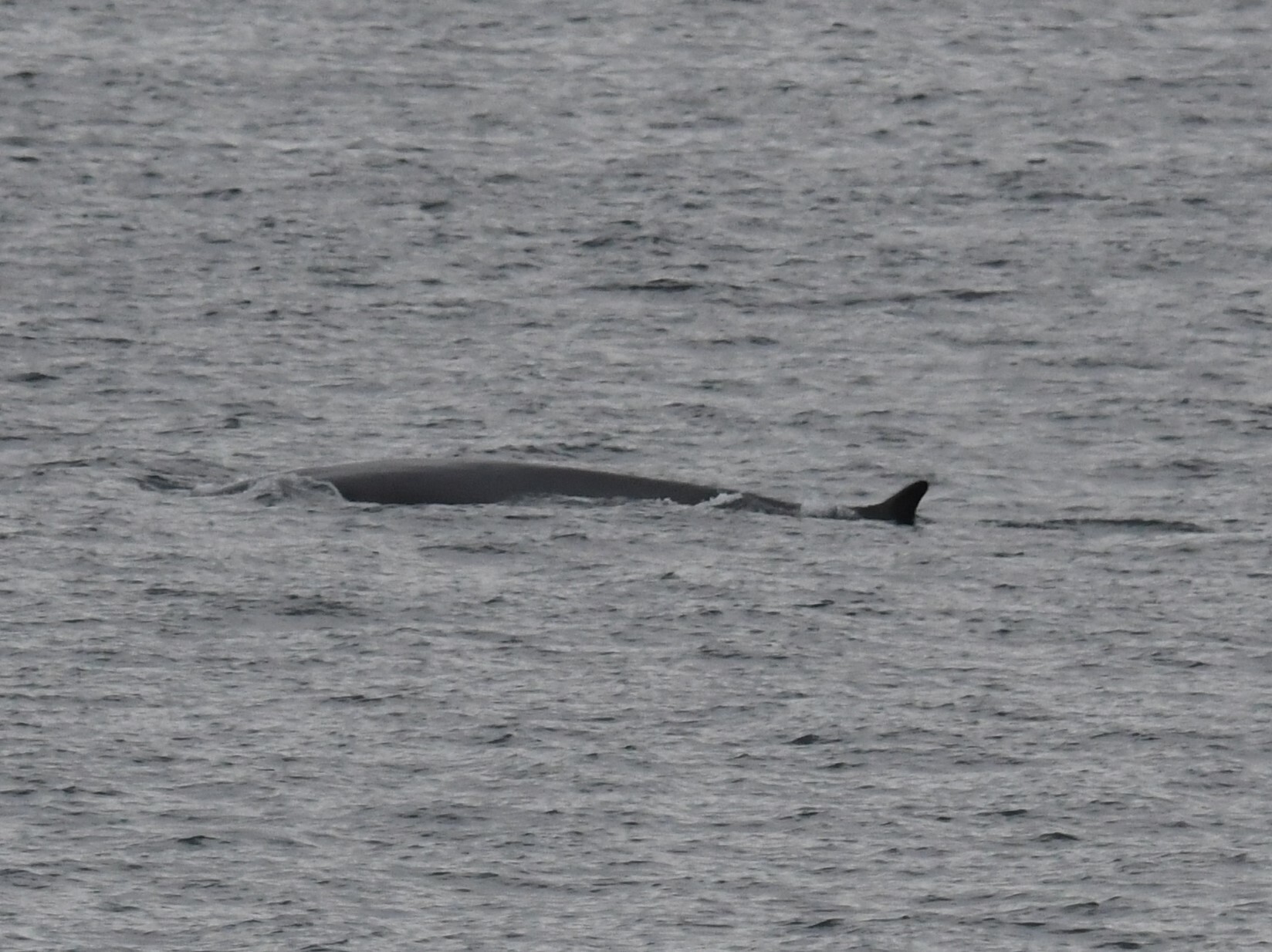 Balaenoptera physalus