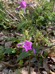 Phlox ovata