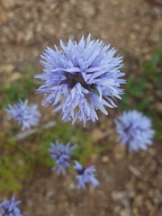 Gilia capitata capitata