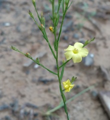 Linoideae