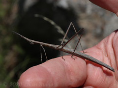 Tetanorhynchini