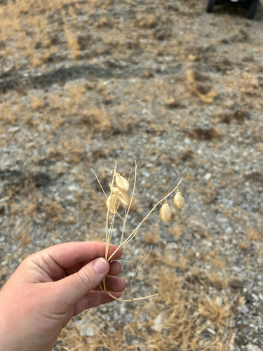 Astragalus cusickii, 2026-07-21