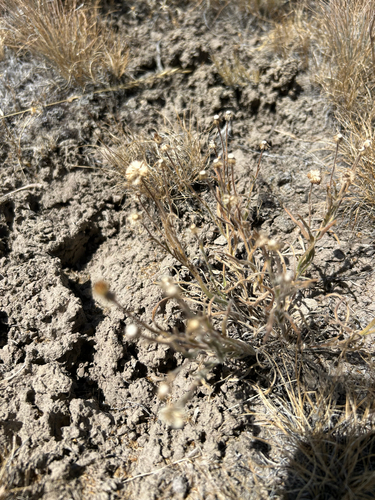 Erigeron pumilus, 2026-07-16