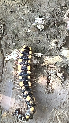 Collared flat-backed millipede