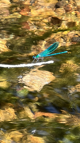 Banded Demoiselle