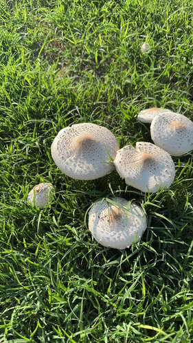 Green-spored Parasol