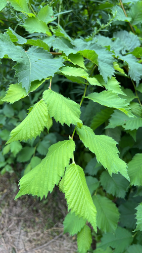Fluttering Elm