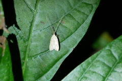 Lecithocerinae