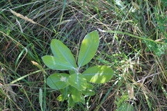 Pittosporum ralphii