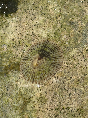Acmaea antillarum, 2026-07-16