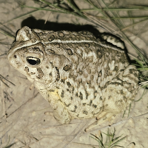 Woodhouse's Toad