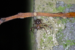 Pycnaxis