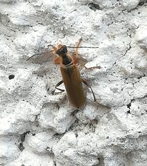 Cantharis decipiens