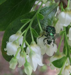 Trichiotinus lunulatus
