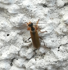 Cantharis decipiens