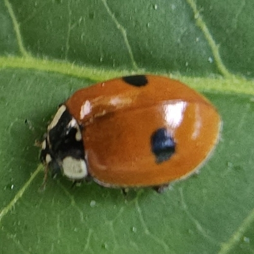 Two-spotted Lady Beetle
