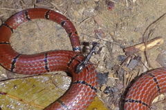 Spilomantis occipitalis