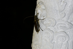 Nadezhdiella cantori
