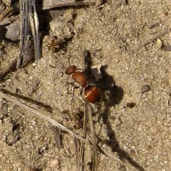 Pseudomethoca sanbornii