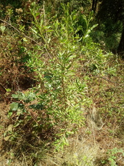 Baccharis conferta
