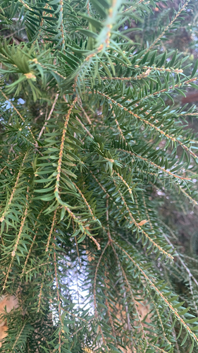Melaleuca preissiana