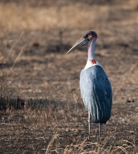 iNaturalist image