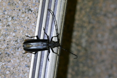 Nadezhdiella cantori