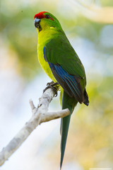 New Caledonian Parakeet photo 3