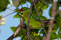 New Caledonian Parakeet photo 5
