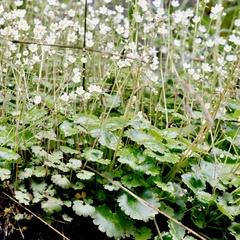 Romanzoffia sitchensis