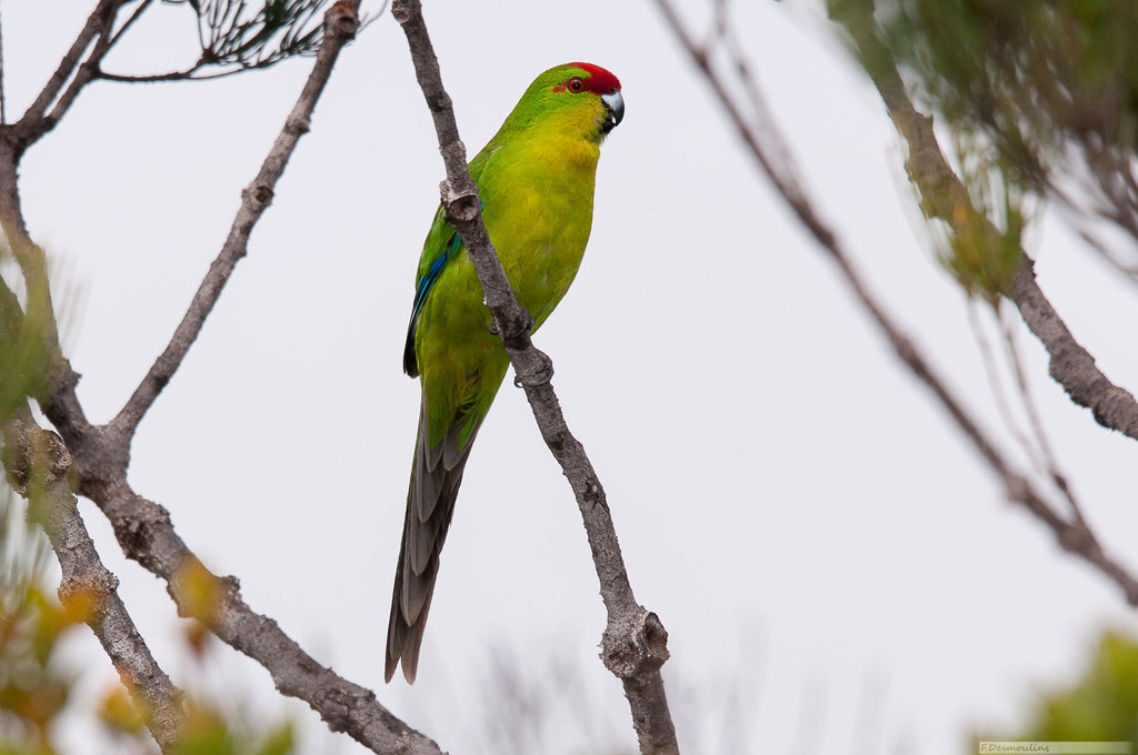 Kakariki