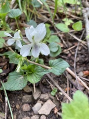 Viola bicolor