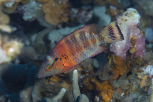 Redbreast Maori Wrasse