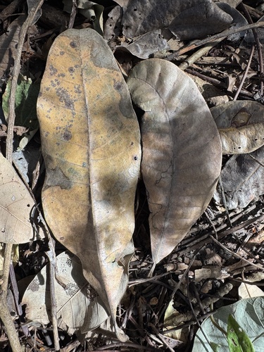 Semecarpus australiensis observed 2026-07-21